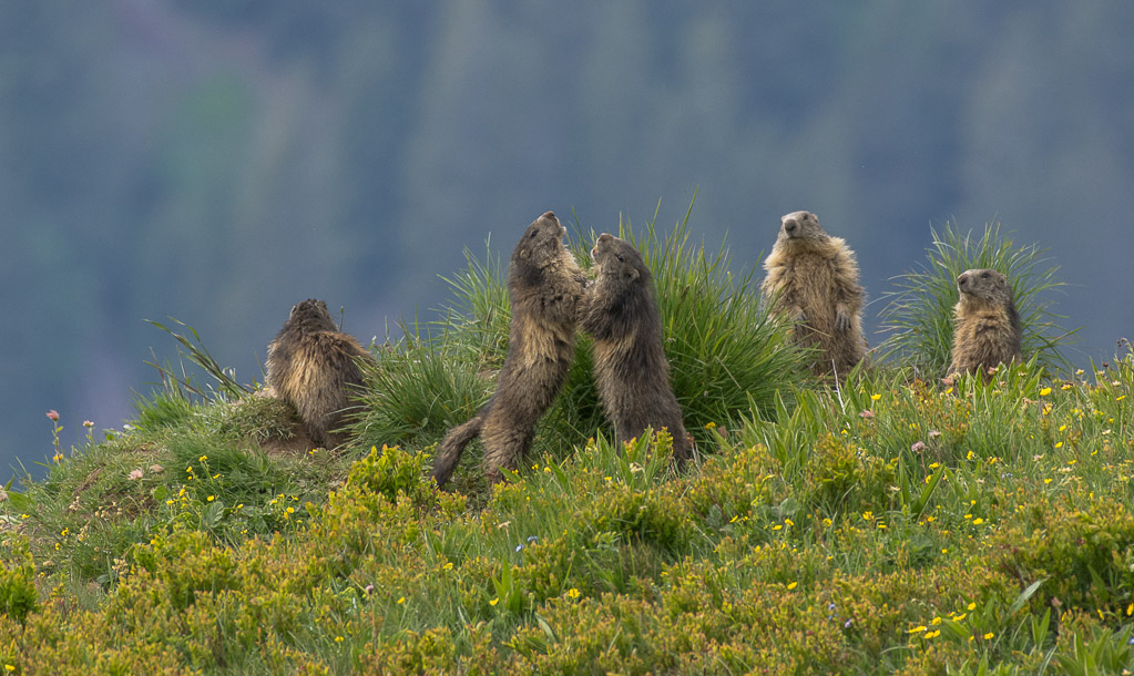 Marmottes-6596.jpg