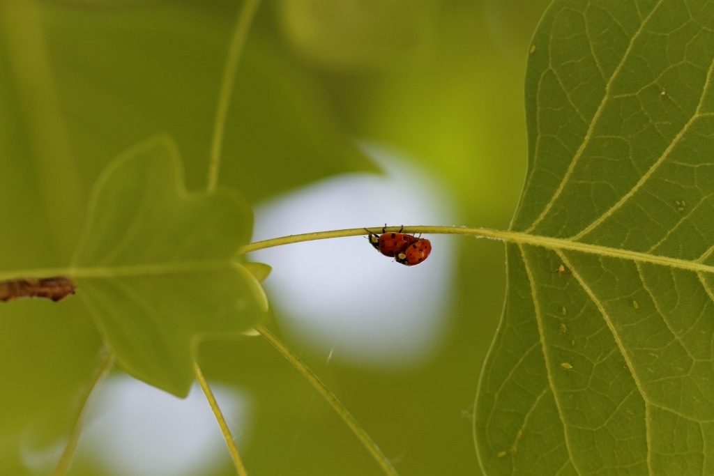 Coccinelles 02.jpg