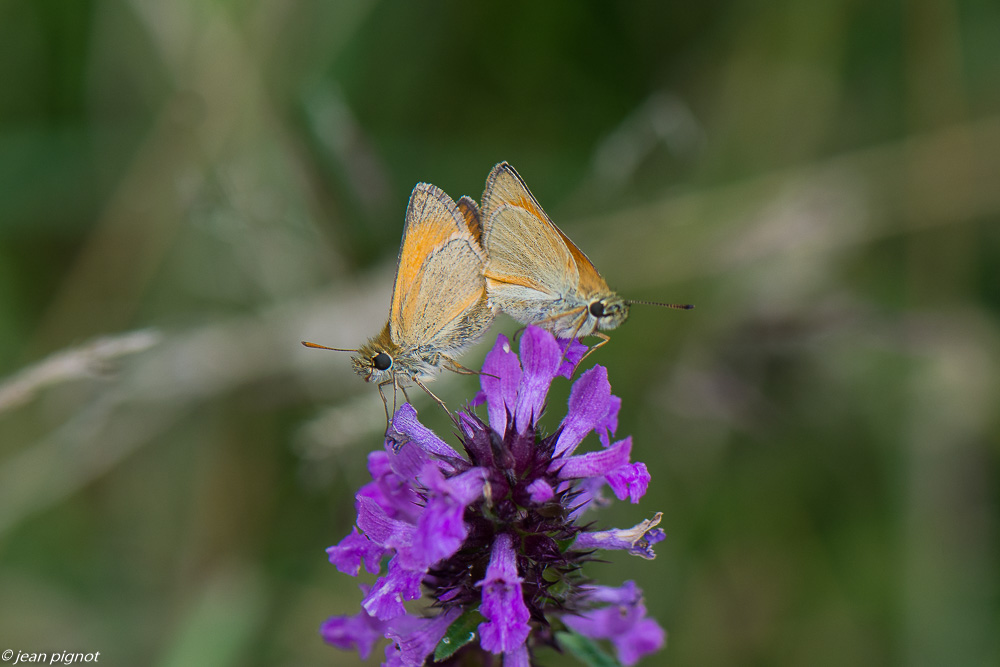 insectes du champs 06 2020-5587.jpg