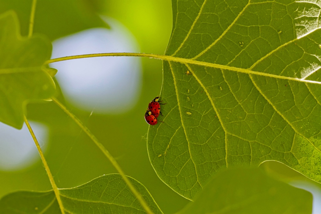 Coccinelle 003 bis.jpg