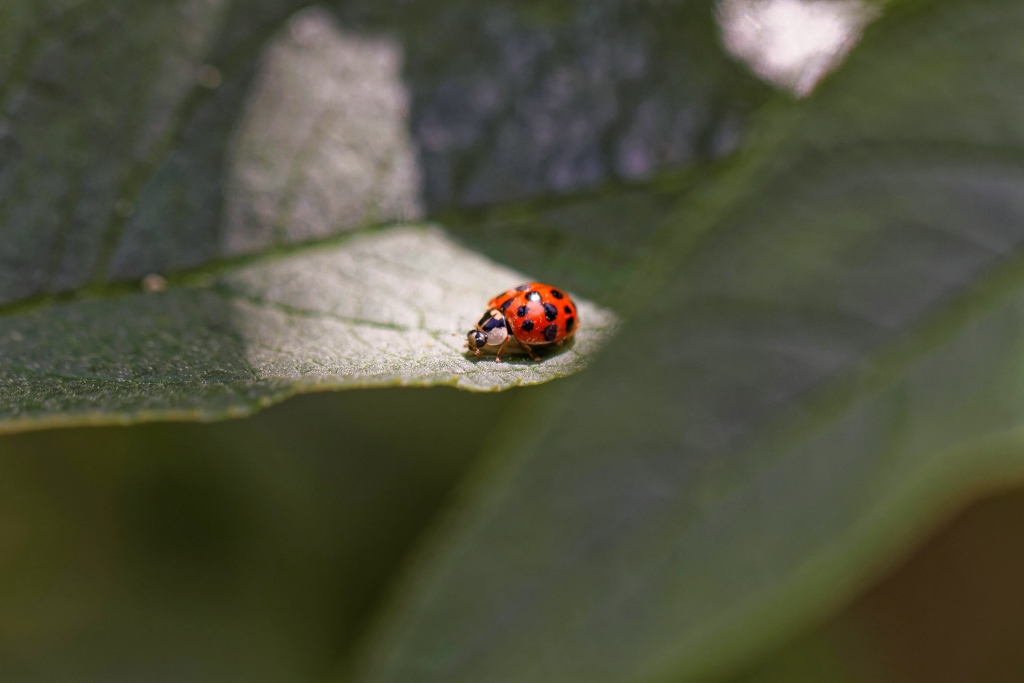 Coccinelle 01 bis.jpg