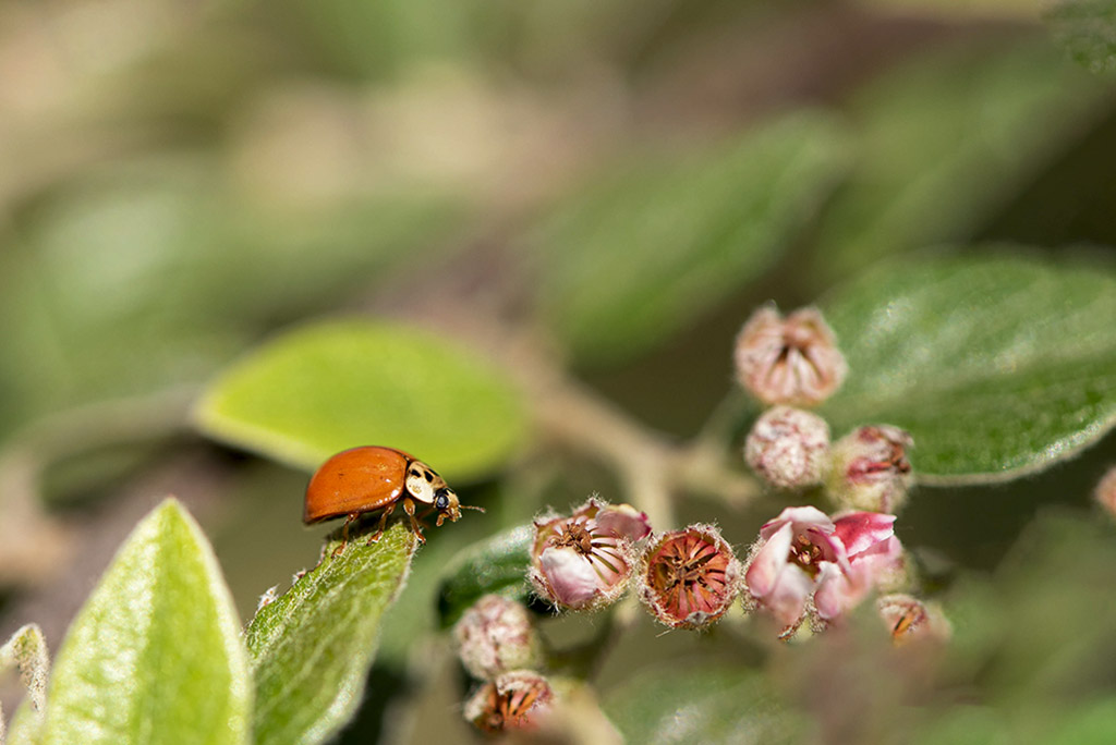 coccinelle_DSC0899.jpg