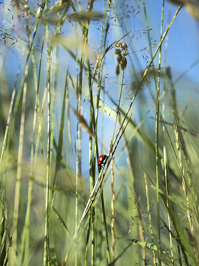 BANDERIER_Christophe_Image&Nature_112_coccinelle 1_XS.jpg