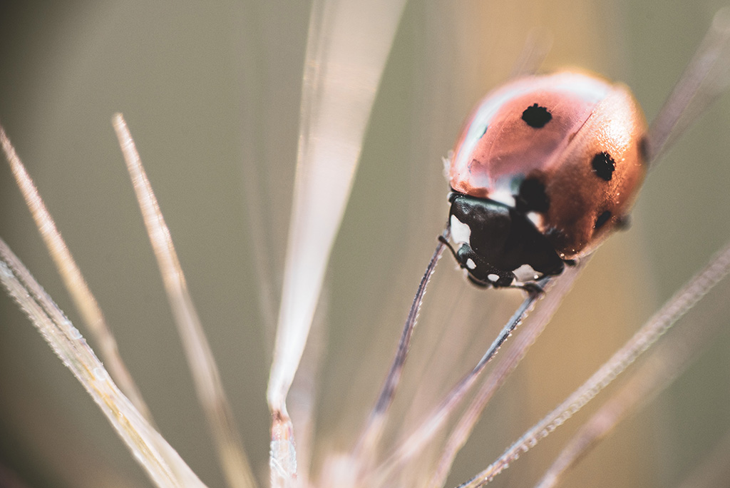 Coccinelle autre vue.jpg