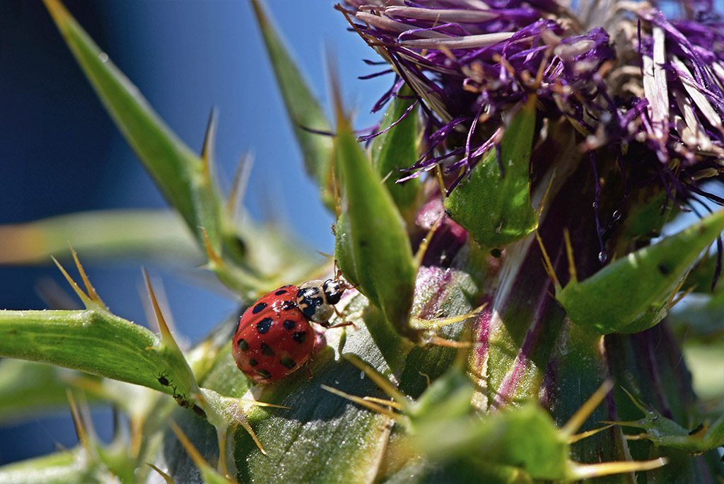 Le_repas_de_la_coccinelle.jpg