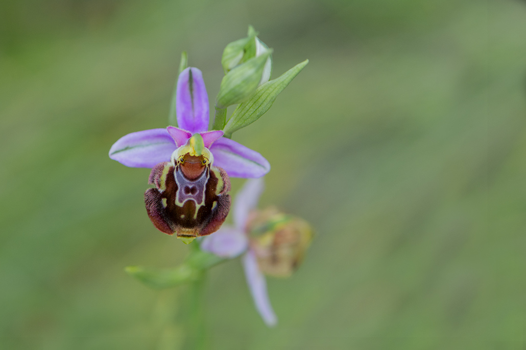 121-Ophrys aegirtica.jpg