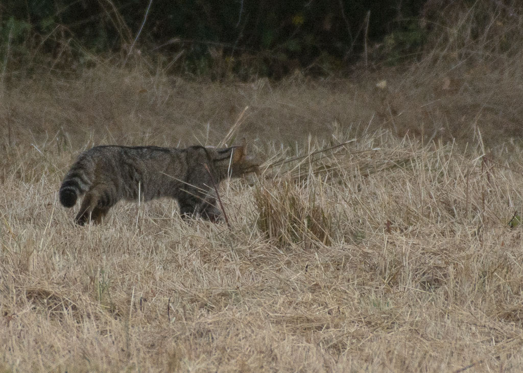 Chat sauvage......ou pas.jpg