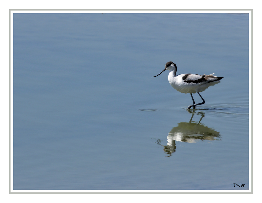 Avocette élégante_7.1.jpg