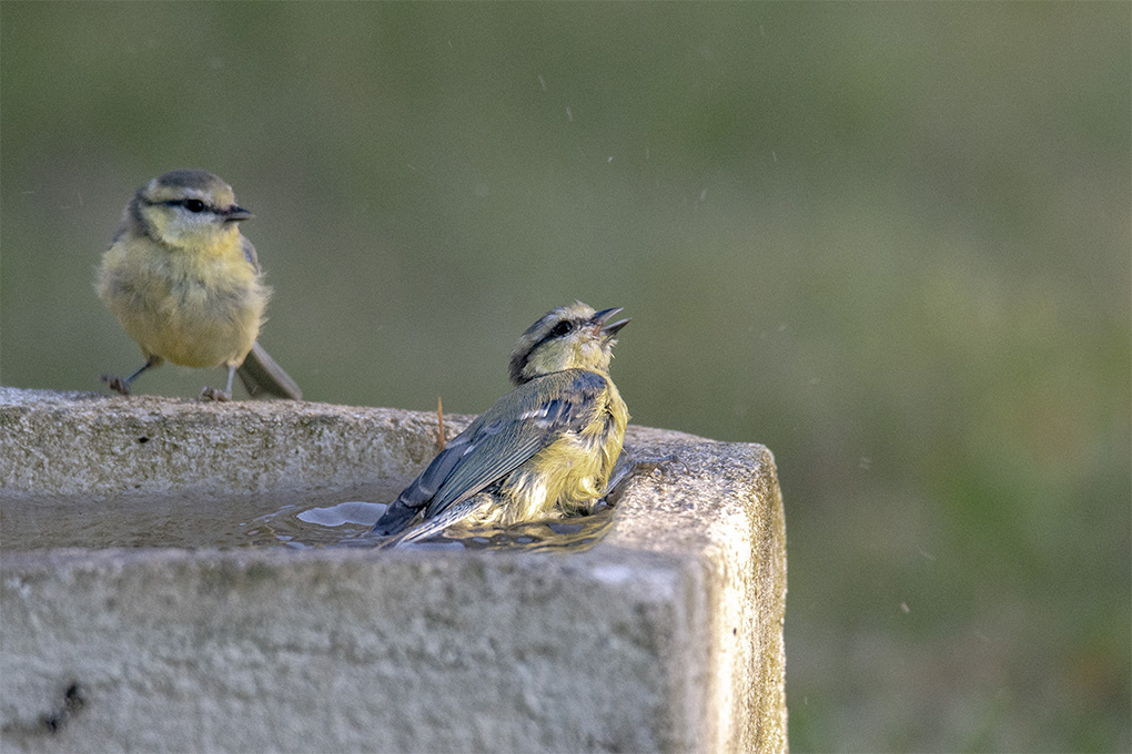 Mésange bleue 2.jpg