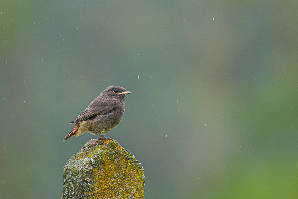 rouge-queue pluie gers.jpg