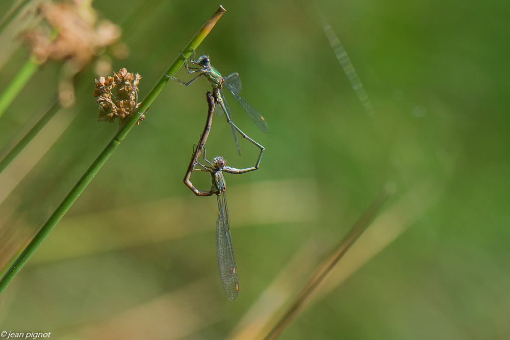 lestes accouplement  09 2020-0209.jpg