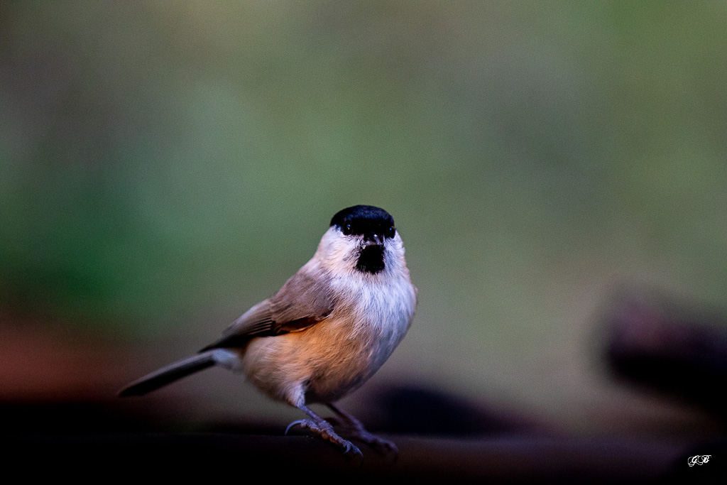 Mésange Nonette (Parus palustris) Marsh Tit-124.jpg