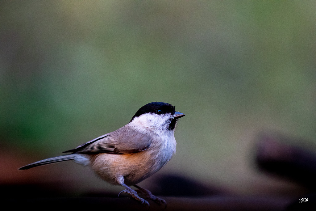 Mésange Nonette (Parus palustris) Marsh Tit-125.jpg