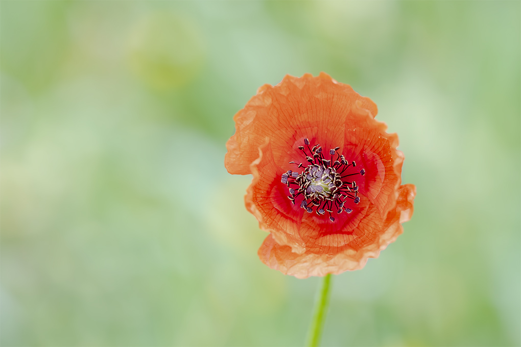 coquelicot 03 05 1.jpg