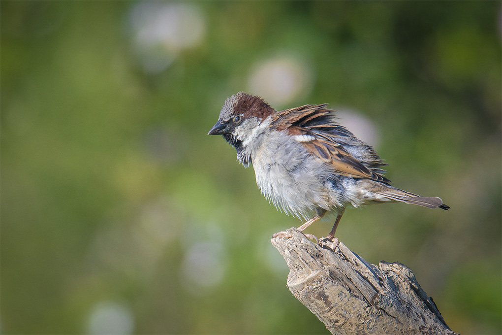 moineau 29 05 1.jpg