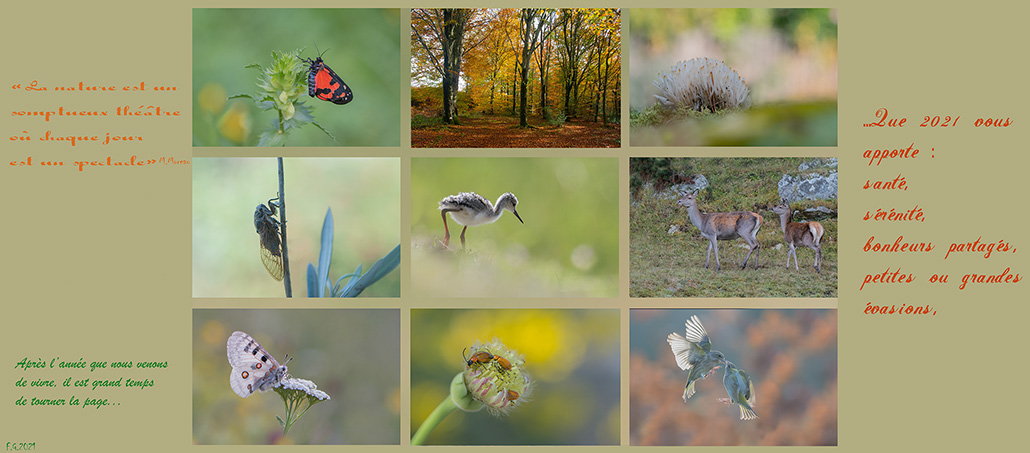 Voeux 2021.nature.mini.mini.jpg