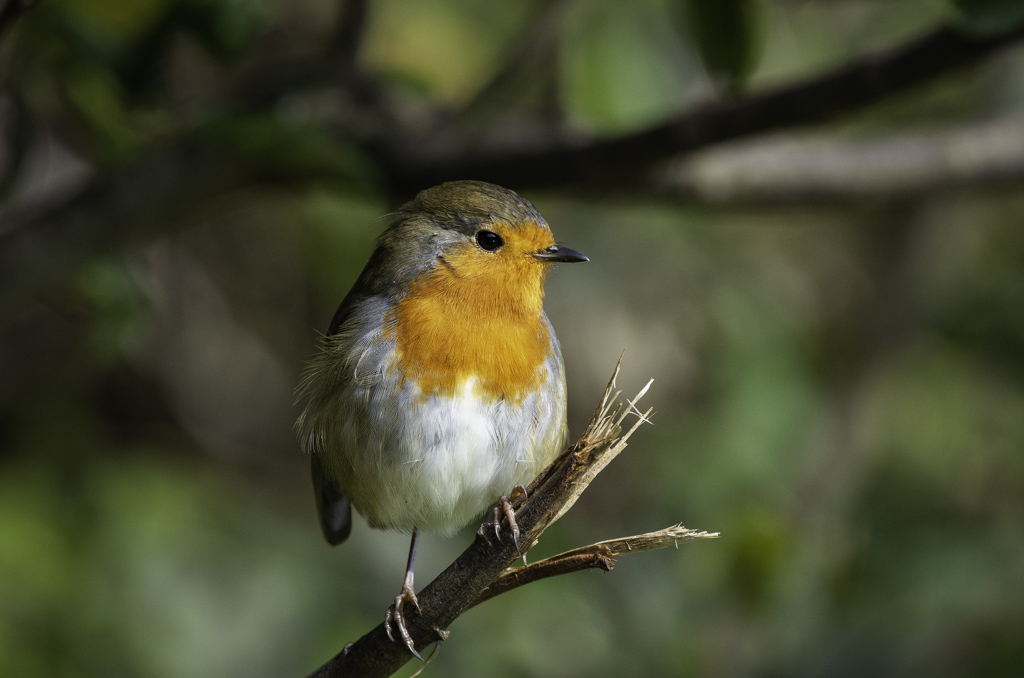 rouge gorge réserve de Beauguillot-2.jpg