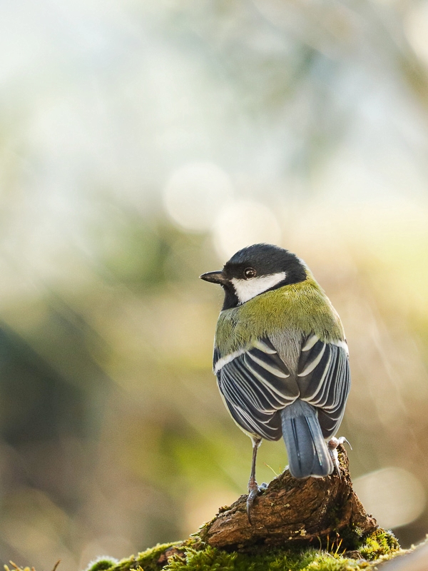 mésange charbonnière-8328_DxO.jpg