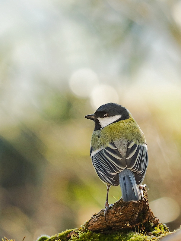 mésange charbonnière-8328_DxO.jpg