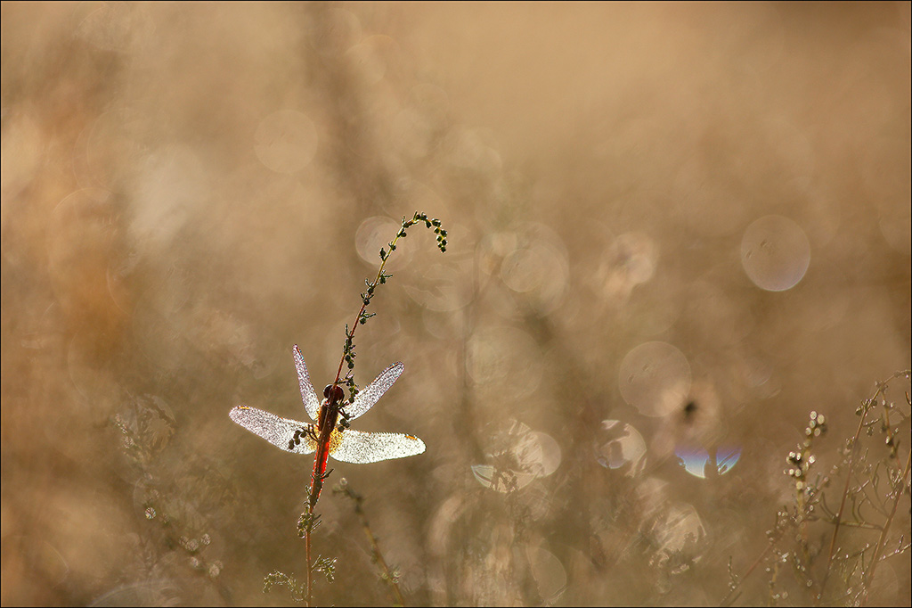 Crothemis erythea 01.jpg