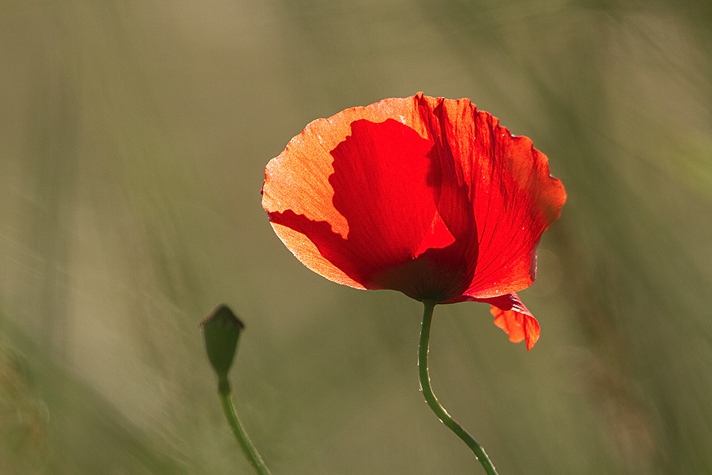 2020-05-24_Coquelicot-003.jpg