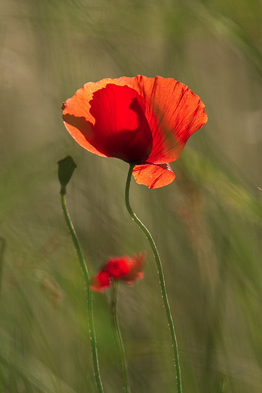 2020-05-24_Coquelicot-011.jpg