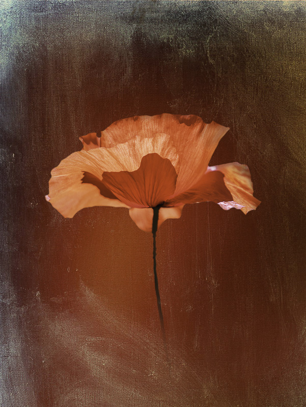 coquelicot-2.jpg