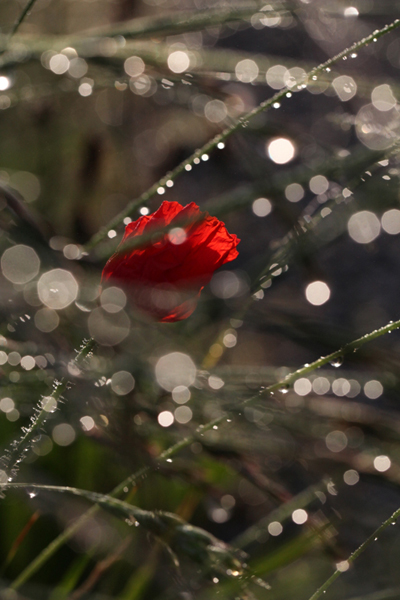 coquelicot 3_modifié-1.jpg