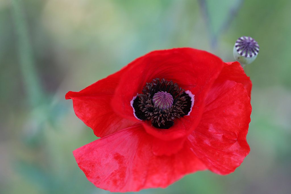 coquelicot3.jpg