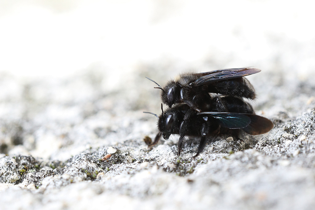 Abeilles charpentières.jpg