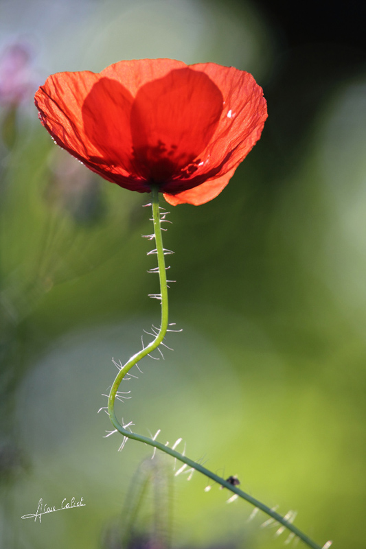 Coquelicot_CALIOT_1.jpg