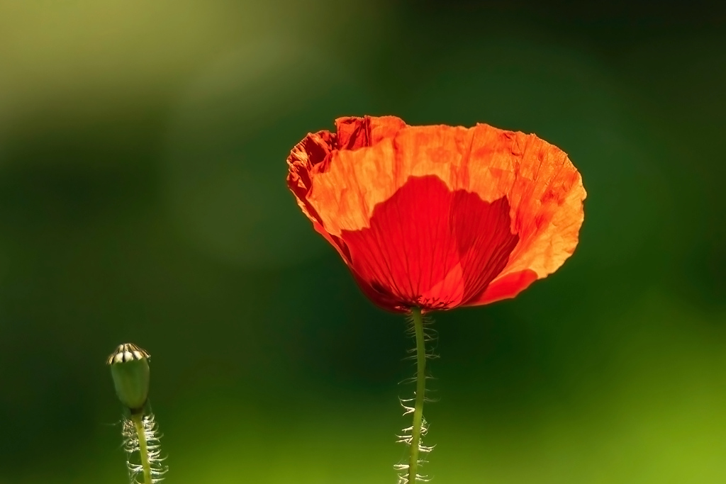 Coquelicot1_24-05-2019.jpg