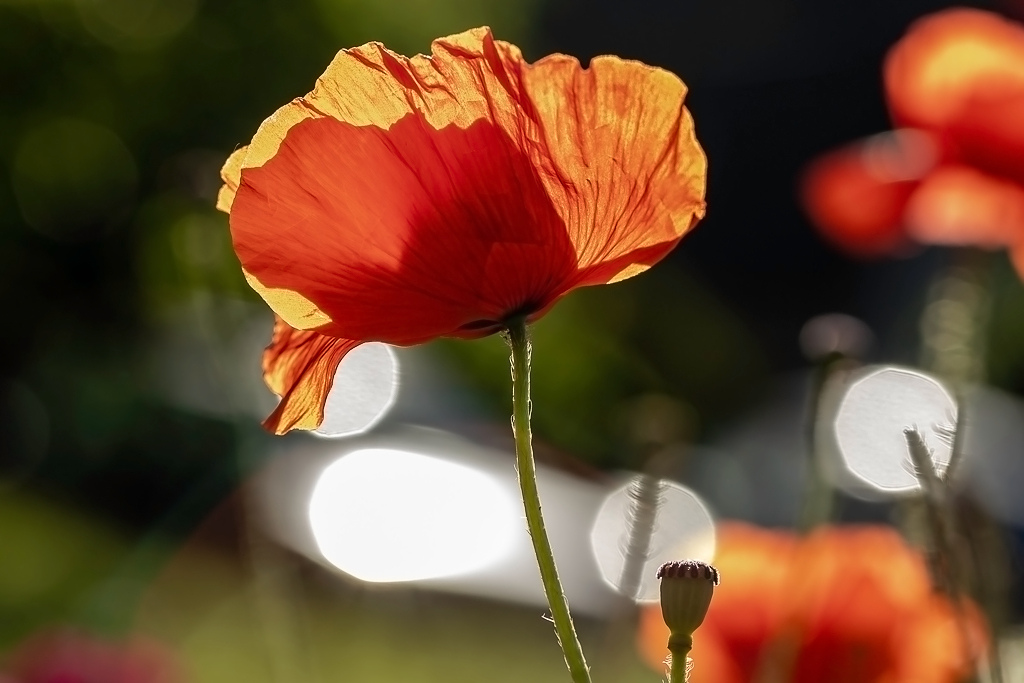 Coquelicot2_28-06-2019.jpg