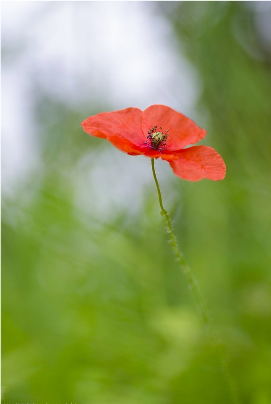 coquelicot-03.jpg