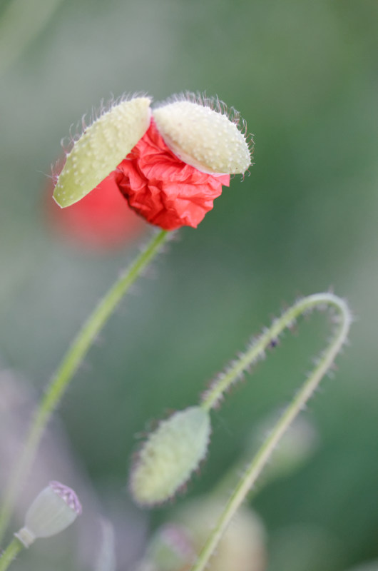 coquelicot _ ouverture_ 20052020.jpg