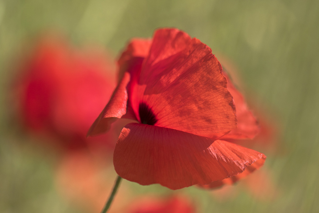 Coquelicot_.jpg