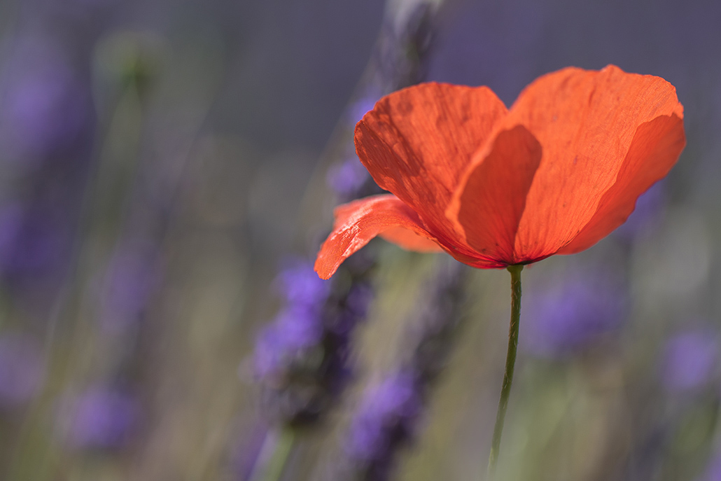 Coquelicot_-3.jpg