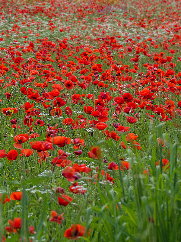 coquelicots.jpg