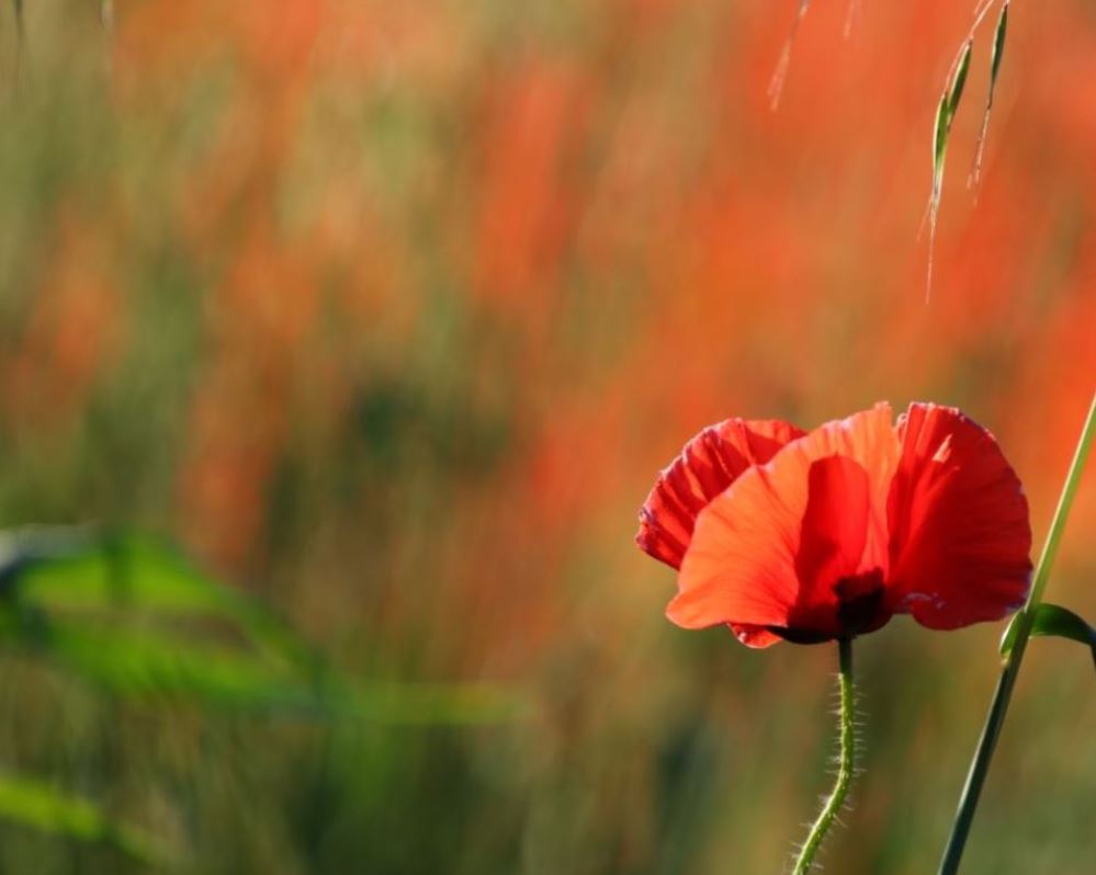 2020.05.04 Coquelicot 1.JPG