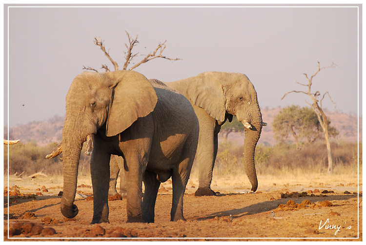 Ã©lÃ©phant-savuti061.jpg