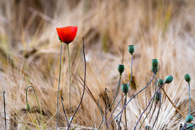 Coquelicots_bristian2025_-2.jpg