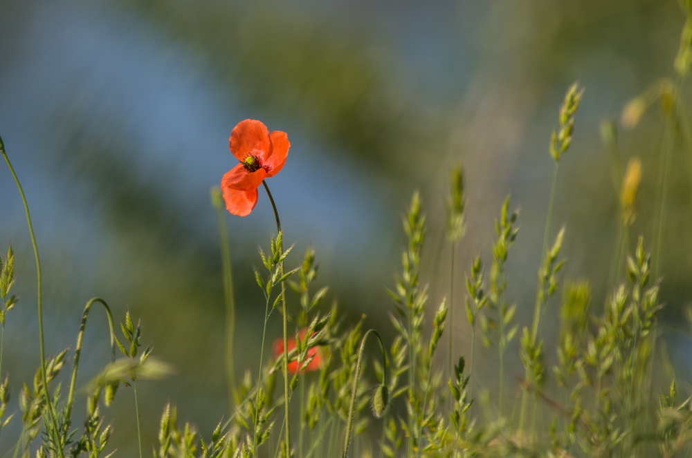 coquelicot4.jpg