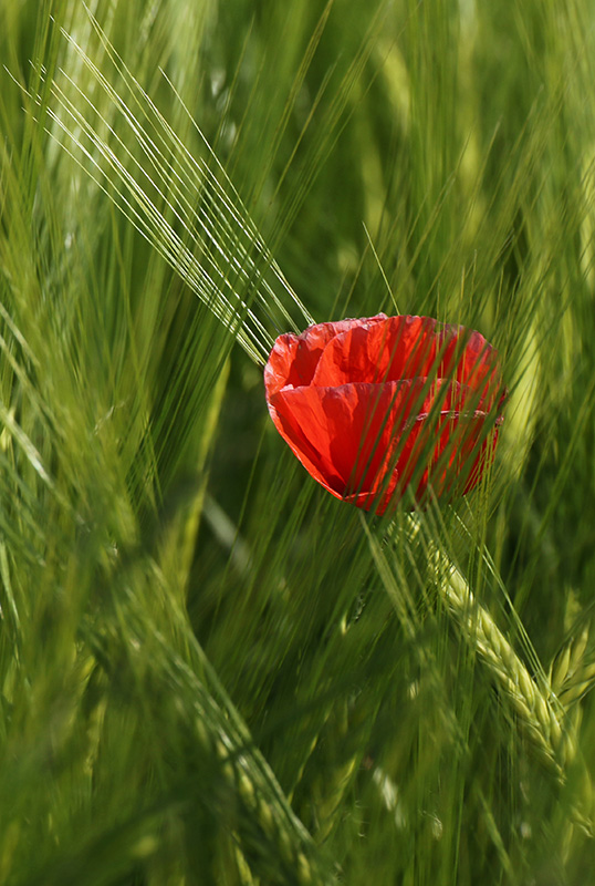 en rouge et vert.jpg