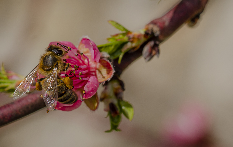 Butinage abeille fleur de pêcher-1-4.jpg