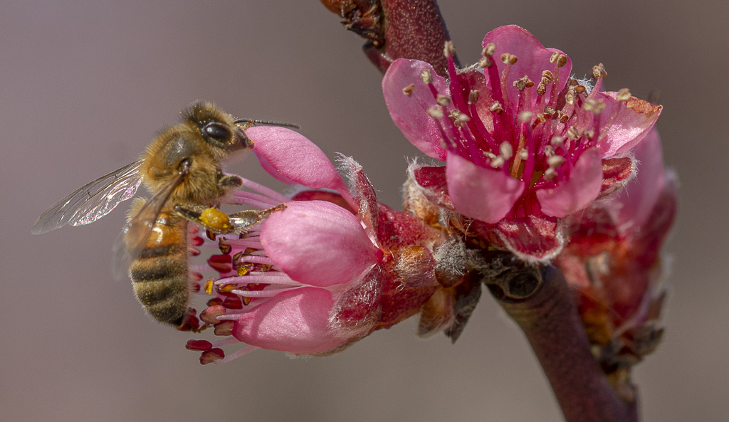Butinage abeille fleur de pêcher-1-6.jpg