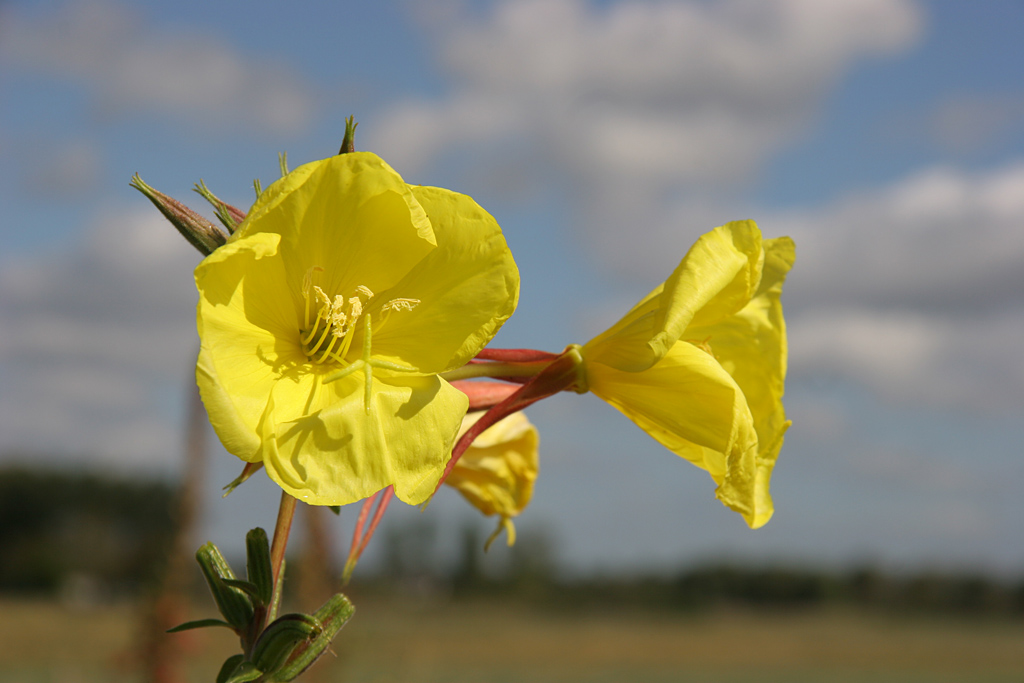 Oenothera_erythrosepala IN.jpg