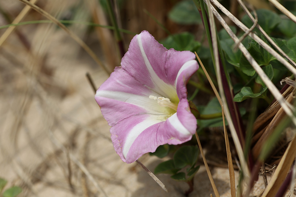 Liseron des dunes - Calystegia soldanella   IN.jpg