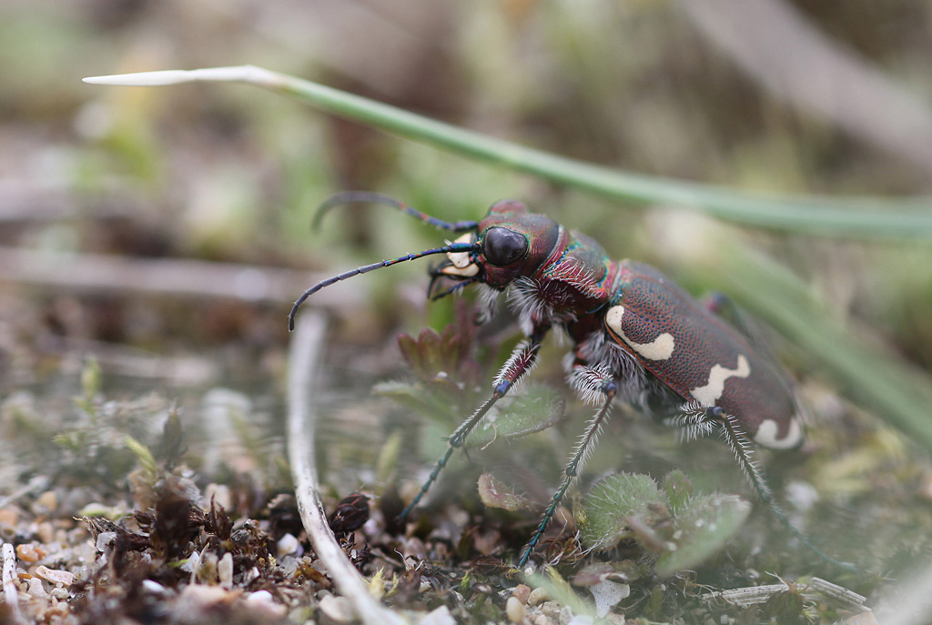 Cicindela hybrida_5 IN.jpg