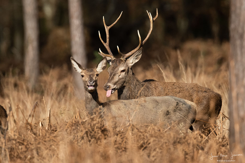 Cerfs_ForetDeCerisy_©Jean-MarcJANSEN_J85_3752_1024px.jpg