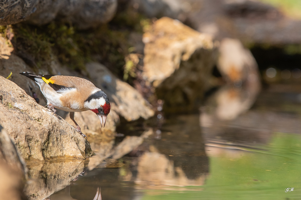 Chardonneret Elégant (Carduelis carduelis) European Goldfinch-207.jpg